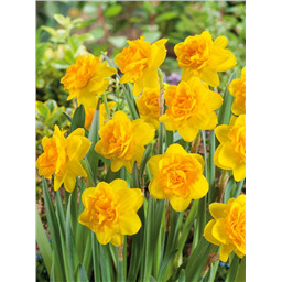 Нарцисс Дабл Санрайз