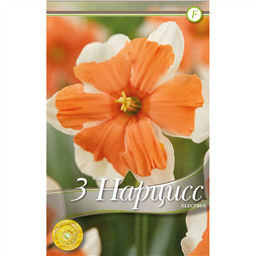 Нарцисс Электрус