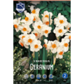 Нарцисс Гераниум