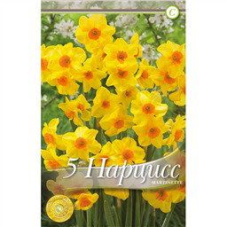 Нарцисс Мартинетта