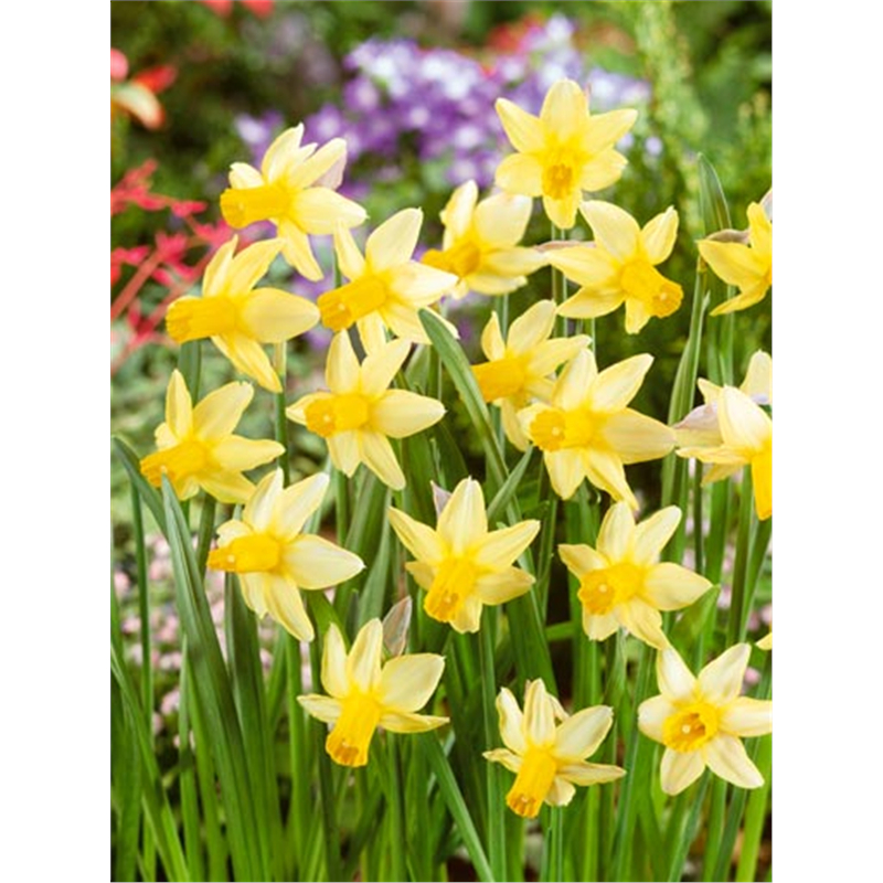 Нарцисс Мазер Дак