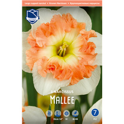 Нарцисс Мейлли