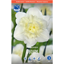 Нарцисс Обдам