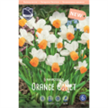Нарцисс Оранж Комет