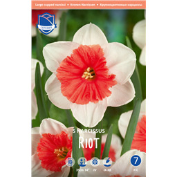 Нарцисс Райот