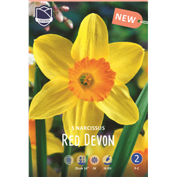 Нарцисс Ред Девон