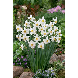 Нарцисс Рекурвус