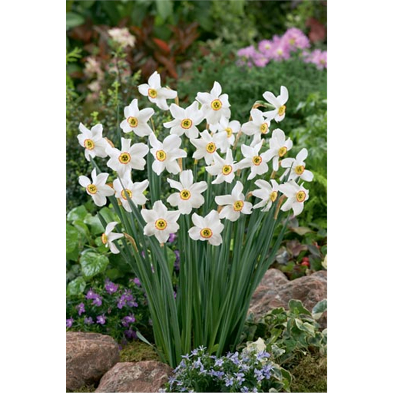 Нарцисс Рекурвус