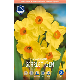 Нарцисс Скарлет Джем