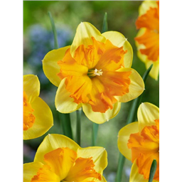 Нарцисс Слайс оф Лайф