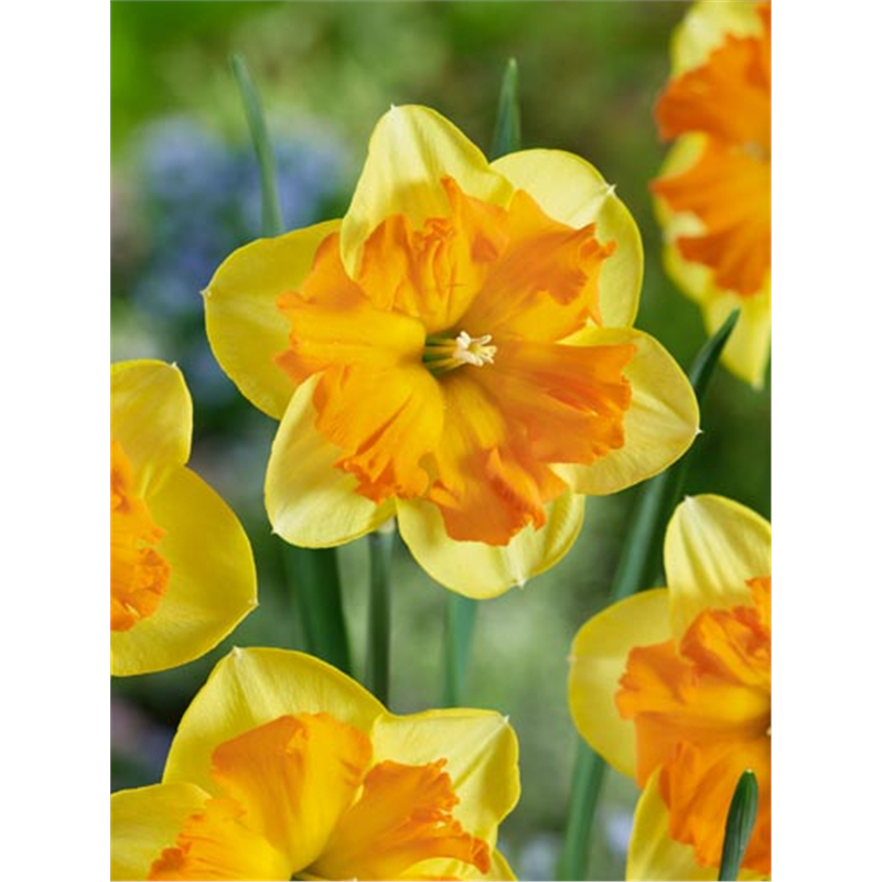 Нарцисс Слайс оф Лайф