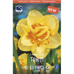 Нарцисс Таити