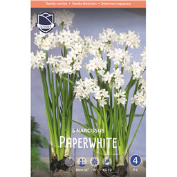 Нарцисс Тацетта Папервайт