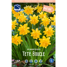 Нарцисс Тет Букле