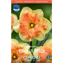 Нарцисс Ванилла Пич