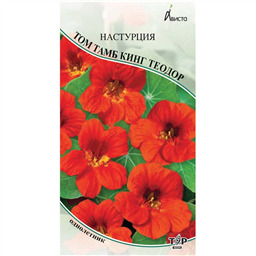 Настурция Том Тамб Кинг Теодор