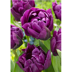 Негрита Дабл