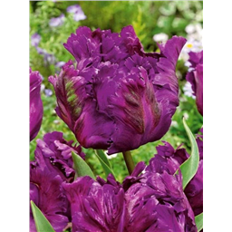 Негрита Пэррот