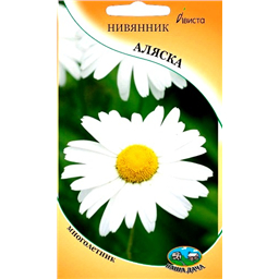 Нивянник Аляска