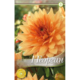 Нордвик Глори