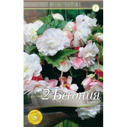 Одората Пинк-Уайт