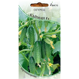 Огурец Кайман F1