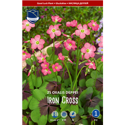 Оксалис Йрон Кросс