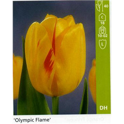 Олимпик Флейм