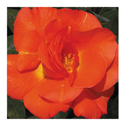 Орандж Джувел