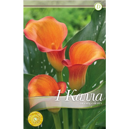 Оранж Канти