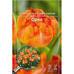Тюльпан Махровый Ранний Орка