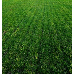 Овсяница овечья