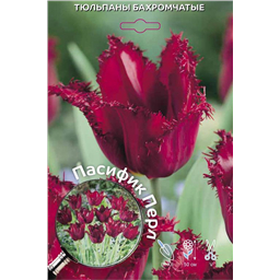 Тюльпан Бахромчаты Пасифик Перл
