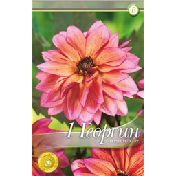 Пастел Флорат