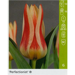 Перфекционист