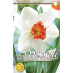 Перфект Леди