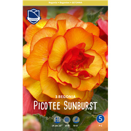 Бегония Пикоти Санбёрст