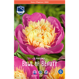 Пион Боул оф Бьюти