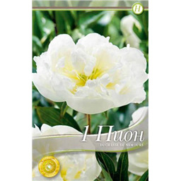 Пион Дюшес де Немур