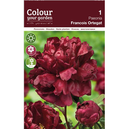 Пион Франсуа Ортега