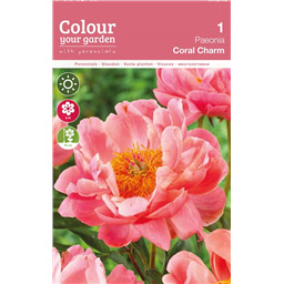 Пион Корал Чарм