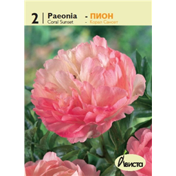 Пион Корал Сансет