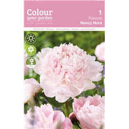 Пион Нэнси Нора