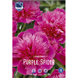 Пион Перпл Спайдер