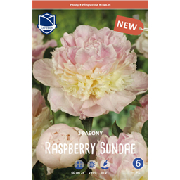 Пион Расбери Сандей