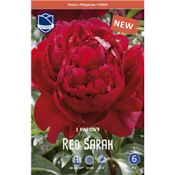 Пион Ред Бернар