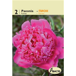 Пион Канзас