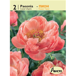 Пион Корал Чарм