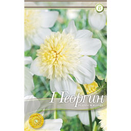 Платинум Блонди