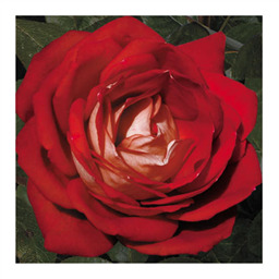 Кроненбург